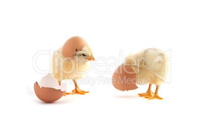 The yellow small chicks with egg