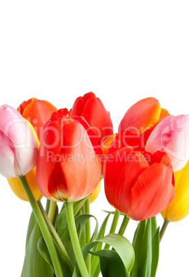 Bunch of tulips