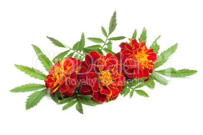 Flowers Flowers