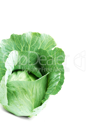 Head of green cabbage