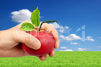 An apple in the hand