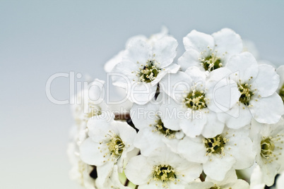 Tiny White Flower Bouquet Macro