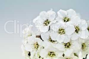 Tiny White Flower Bouquet Macro