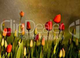 Red Tulips Under Spring Rain