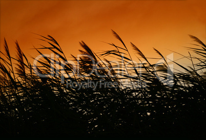 Whispering Reeds At Smokey Sunset