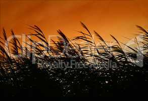 Whispering Reeds At Smokey Sunset