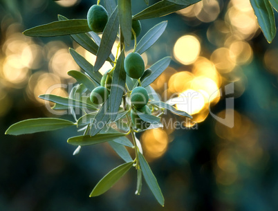 Mediterranean Gold; Olives On It’s Tree