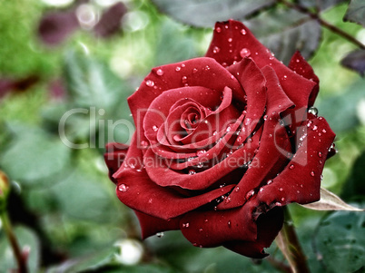 The Red Velvet Rose Drops