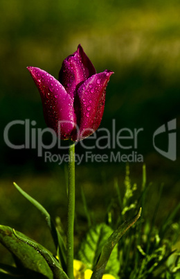 Purple Tulip With Rain Drops