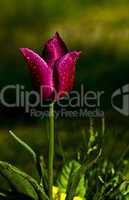 Purple Tulip With Rain Drops