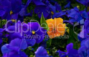 Yellow Violet Among Purple Violets