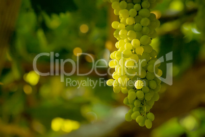 A Bunch Of White Grapes