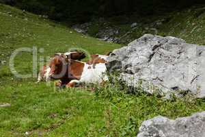 Kühe auf der Alm