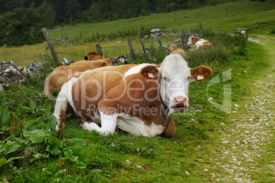 Kühe auf der Alm