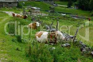 Kühe auf der Alm