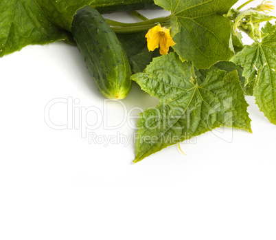 The cucumber white flowers