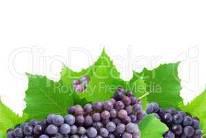 Bunch of fresh grapes