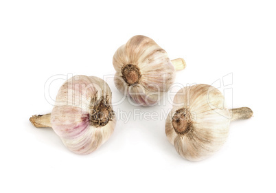 Head of garlic..