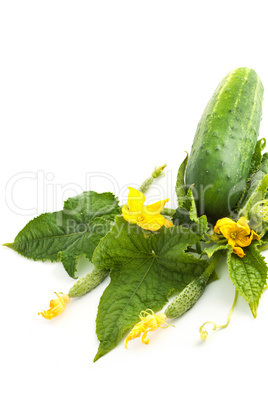 The cucumber white flowers