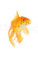 Goldfish