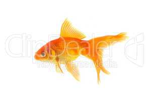 Goldfish