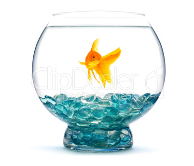 Gold fish in aquarium