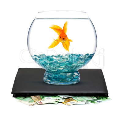 Goldfish with money