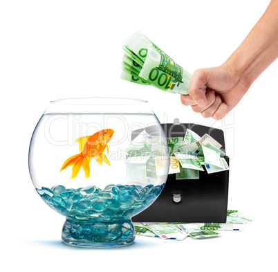 Goldfish with money