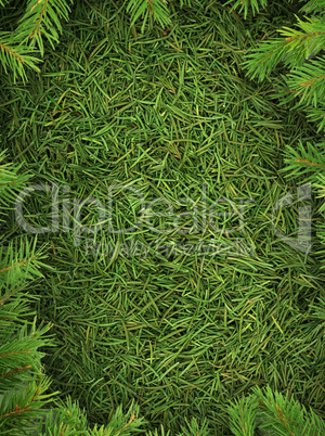 Christmas spruce  texture