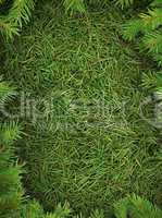 Christmas spruce  texture