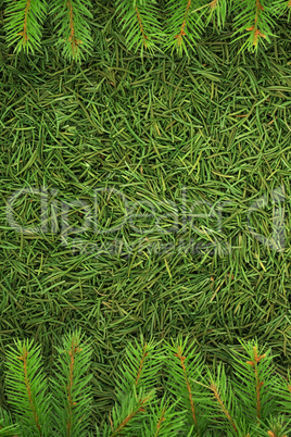 Christmas spruce  texture