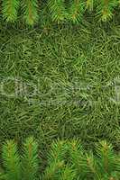 Christmas spruce  texture