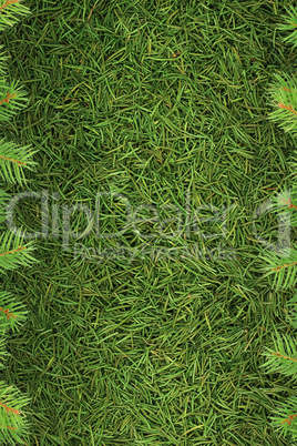 Christmas spruce  texture