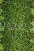 Christmas spruce  texture