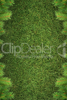 Christmas spruce  texture