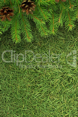 Christmas spruce  texture