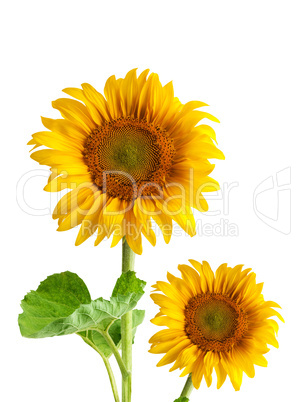 The beautiful sunflower