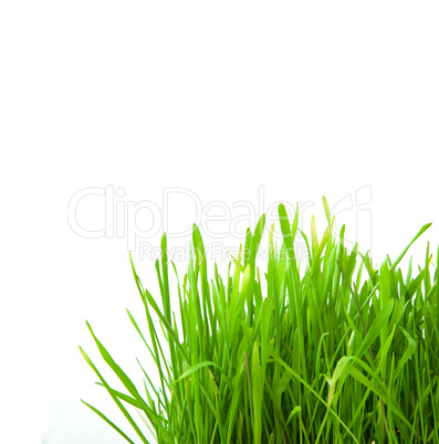Isolated green grass