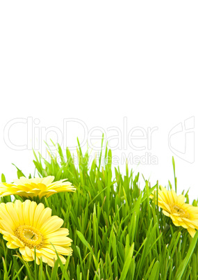 Isolated green grass with yellow flowers