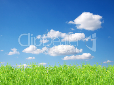 Isolated green grass