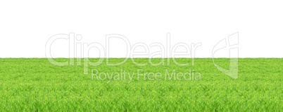 Isolated green grass