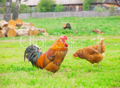 russian village, focus on rooster