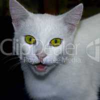 Portrait of a young white cat
