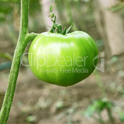 Big green unripe tomato