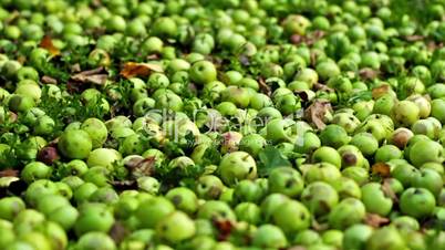 Crop of autumn apples