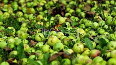 Crop of autumn apples