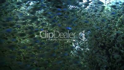Huge Shoal of Colorful Fish on Coral Reef, Red sea