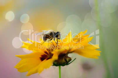 honey bee on sweet yellow beautiful cosmo