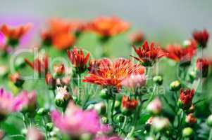 sweet and beautiful spring flowers - chrysanthemum
