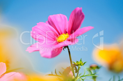 sweet pink beautiful cosmo flower on blue sky